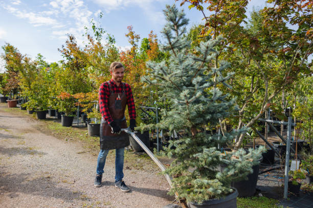 Trusted Orchards, WA Tree Service Experts